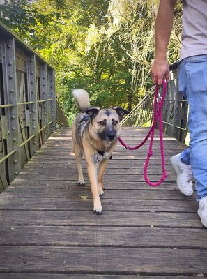 Frieda, Schäferhund-Mix - Hündin