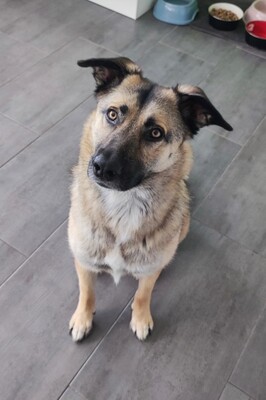 Frieda, Schäferhund-Mix - Hündin