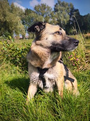 Frieda, Schäferhund-Mix - Hündin
