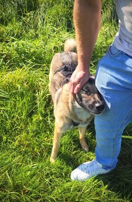 Frieda, Schäferhund-Mix - Hündin