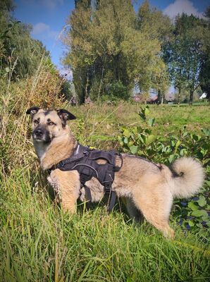 Frieda, Schäferhund-Mix - Hündin