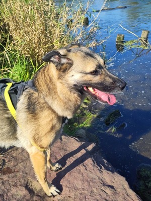 Frieda, Schäferhund-Mix - Hündin