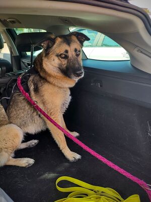 Frieda, Schäferhund-Mix - Hündin