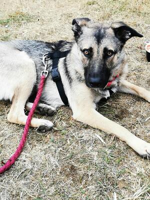 Frieda, Schäferhund-Mix - Hündin