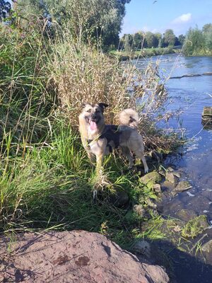 Frieda, Schäferhund-Mix - Hündin