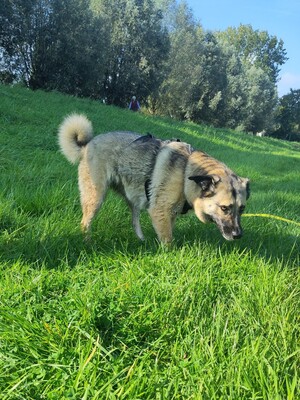 Frieda, Schäferhund-Mix - Hündin