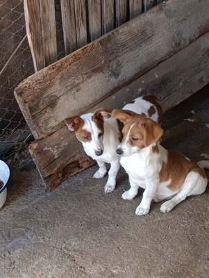 Frieda die kleine Welpenmaus mit den süßen braunen Öhrchen, Mischling Welpen - Hündin