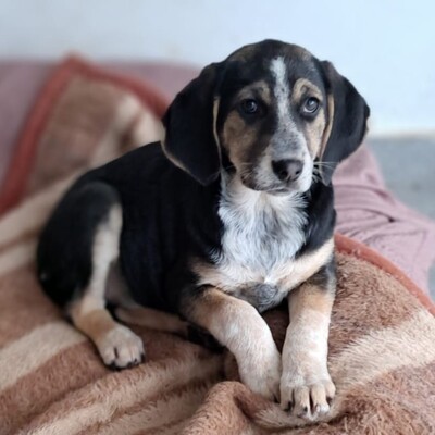 Frieda - freundlich und ausgeglichen