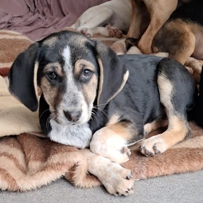 Frieda - freundlich und ausgeglichen, Mischling Welpen - Hündin