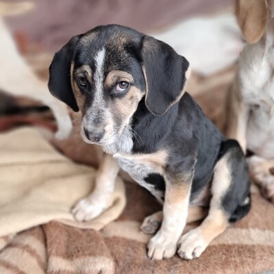 Frieda - freundlich und ausgeglichen, Mischling Welpen - Hündin