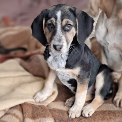 Frieda - freundlich und ausgeglichen, Mischling Welpen - Hündin