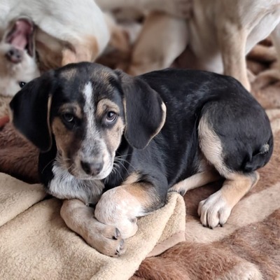 Frieda - freundlich und ausgeglichen, Mischling Welpen - Hündin