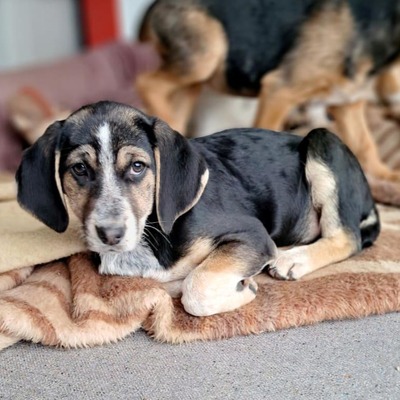 Frieda - freundlich und ausgeglichen, Mischling Welpen - Hündin