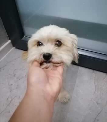 Frieda, kleine Hündin mit den großen Augen und ganz viel Liebe