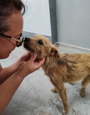 Frieda, kleine Hündin mit den großen Augen und ganz viel Liebe, Mischling - Hündin