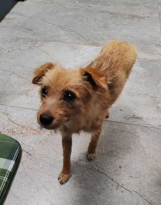 Frieda, kleine Hündin mit den großen Augen und ganz viel Liebe, Mischling - Hündin