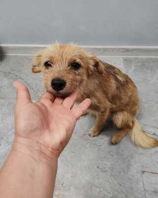 Frieda, kleine Hündin mit den großen Augen und ganz viel Liebe, Mischling - Hündin