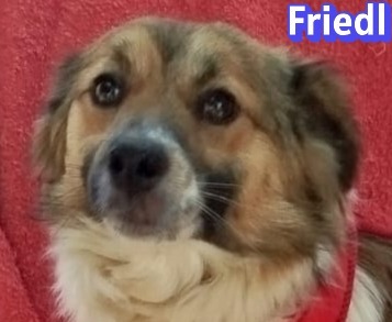 Friedl