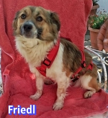 Friedl, Kokoni - Rüde