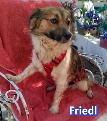 Friedl, Kokoni - Rüde