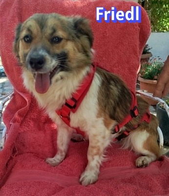 Friedl, Kokoni - Rüde
