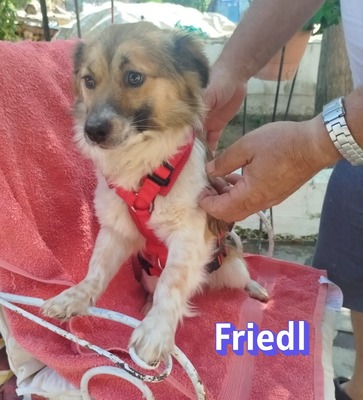 Friedl, Kokoni - Rüde