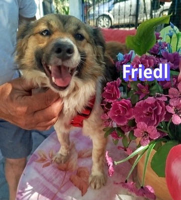 Friedl, Kokoni - Rüde