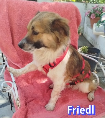 Friedl, Kokoni - Rüde