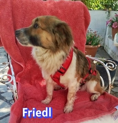 Friedl, Kokoni - Rüde
