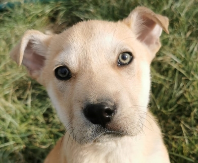 Frigo sucht seinen Lebensplatz, Sharpei-Mischling Welpen - Rüde