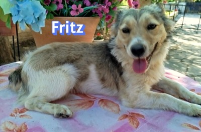Fritz, Kokoni - Rüde