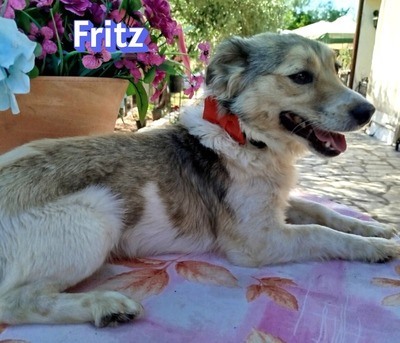 Fritz, Kokoni - Rüde