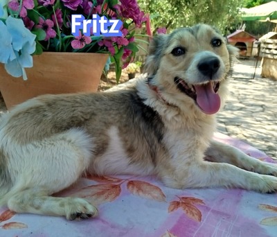 Fritz, Kokoni - Rüde