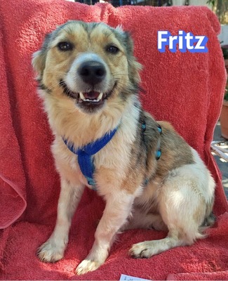 Fritz, Kokoni - Rüde