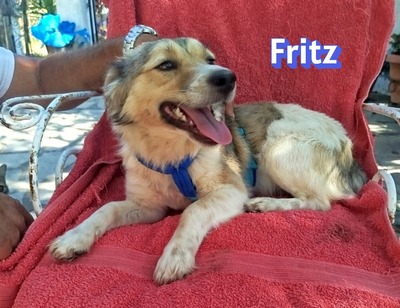 Fritz, Kokoni - Rüde