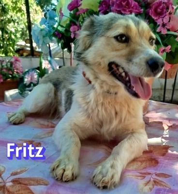 Fritz, Kokoni - Rüde