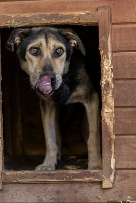 🤎 Fritz – Seelenhund sucht seinen Gnadenplatz 🤎