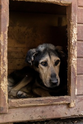 🤎 Fritz – Seelenhund sucht seinen Gnadenplatz 🤎, Mischling - Rüde