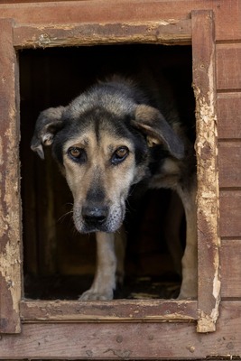 🤎 Fritz – Seelenhund sucht seinen Gnadenplatz 🤎, Mischling - Rüde