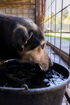 🤎 Fritz – Seelenhund sucht seinen Gnadenplatz 🤎, Mischling - Rüde