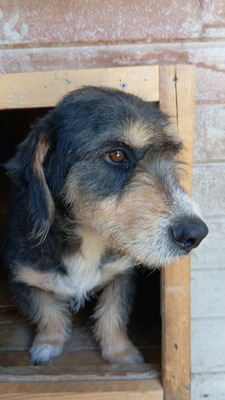 Fritz, kurzbeinig, strubbelig und voller Charme, Mischling - Rüde