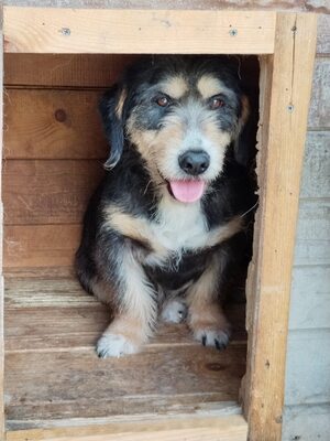 Fritz, kurzbeinig, strubbelig und voller Charme, Mischling - Rüde