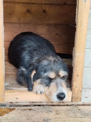 Fritz, kurzbeinig, strubbelig und voller Charme, Mischling - Rüde