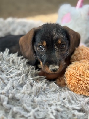 Fritzi - Dackel-Mix-Welpe (Tiger-Dackel), Dackel-Mischling Welpen - Rüde