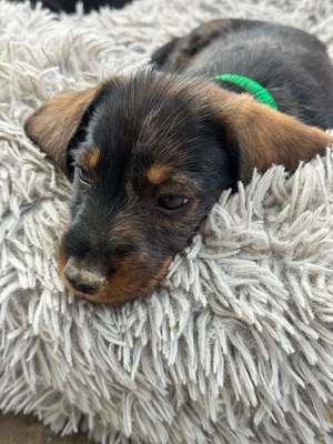Fritzi - Dackel-Mix-Welpe (Tiger-Dackel), Dackel-Mischling Welpen - Rüde