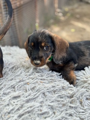 Fritzi - Dackel-Mix-Welpe (Tiger-Dackel), Dackel-Mischling Welpen - Rüde