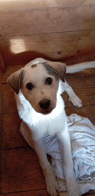 🐾 Fritzi sucht sein Für-immer-Zuhause 🐾