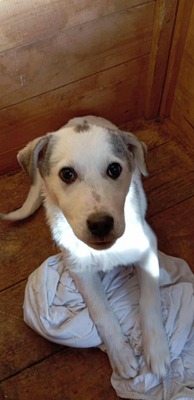 🐾 Fritzi sucht sein Für-immer-Zuhause 🐾, Mischling Welpen - Rüde