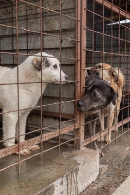 🐾 Fritzi sucht sein Für-immer-Zuhause 🐾, Mischling Welpen - Rüde