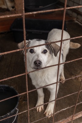🐾 Fritzi sucht sein Für-immer-Zuhause 🐾, Mischling Welpen - Rüde